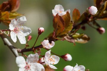 white cherry flowers in spring