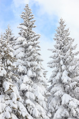 fir trees covered with snow on a winter mountain on clear sunny