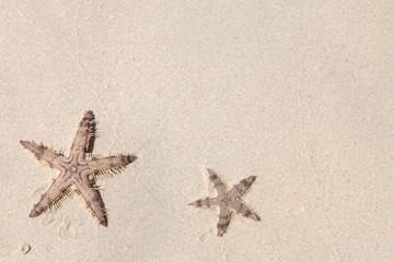 Obraz premium Seastars on the sand of the beach