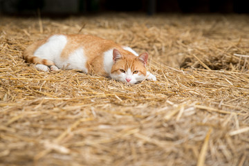 Cat on hay