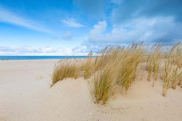 Sea shore with grass. Beautiful landscape