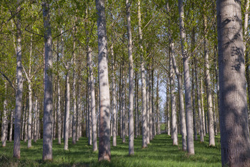 arbres alignés