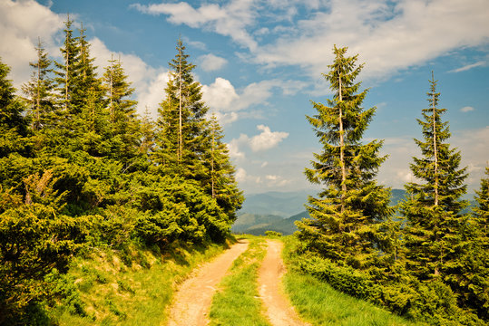 Fototapeta Summer landscape in the Carpathian mountains