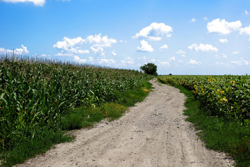 Dusty road between corn fields