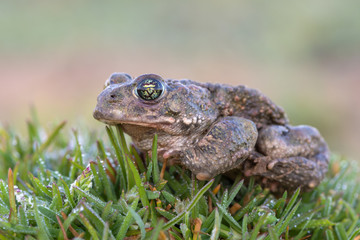 Toad - Bufo calamita