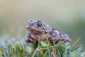 Toad - Bufo calamita
