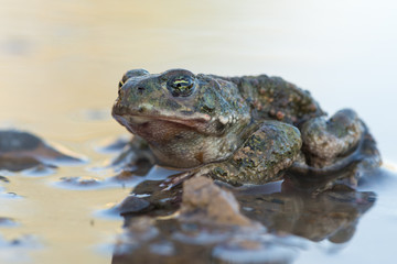 Toad - Bufo calamita