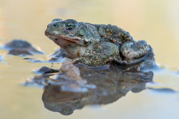 Toad - Bufo calamita