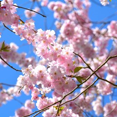 Grußkarte - Frühling - Japanische Kirschblüte
