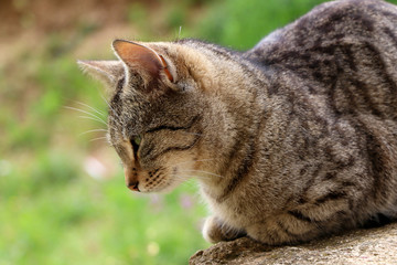 Brown tabby cat lying in the garden.