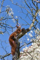 süßes eichhörnchen