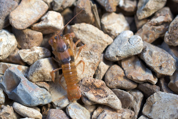 Missouri crayfish walks across rocks