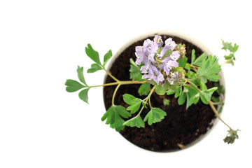 flower pots isolated