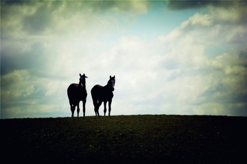 Obraz na płótnie Canvas Postkarte - zwei Pferde
