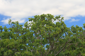 Fig tree with fruits on blue sky background
