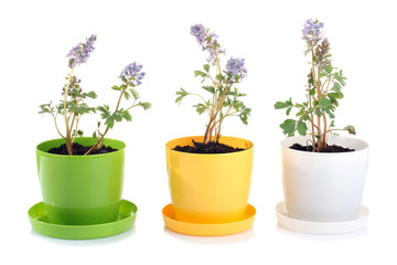 flowers in pots isolated