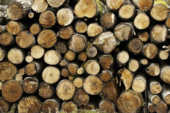 Stack of sawn trees, tree background