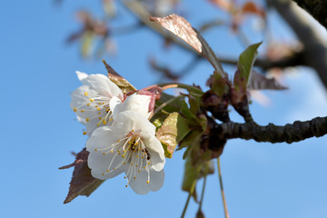 Kirschblüte mit Ameisen
