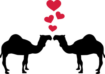 Dromedary Camel love