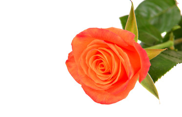 Naklejka premium Orange roses