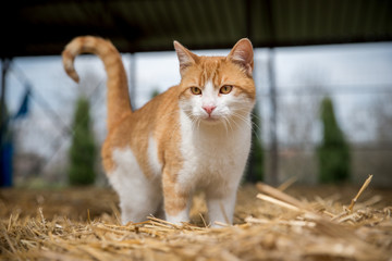 Cat on hay