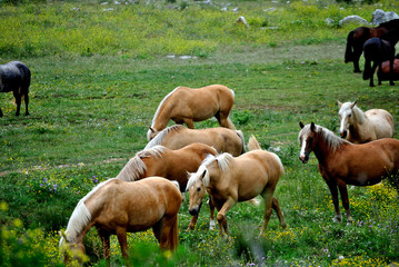 Obraz premium Caballos libres y salvajes