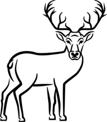 Deer Drawn