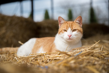 Cat on hay