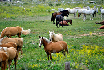Caballos en libertad