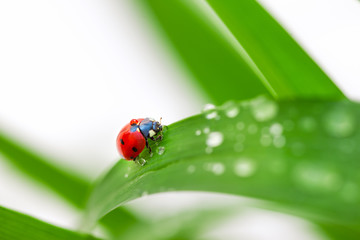 Ladybug on Leaf
