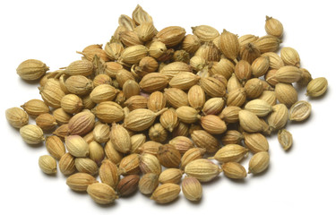 Coriandrum sativum Coriander Coriandolo Cilantro كزبرة
