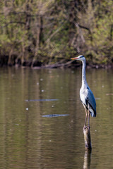 Heron on a wooden pole