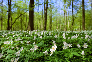 Fototapeta premium anemone nemorosa