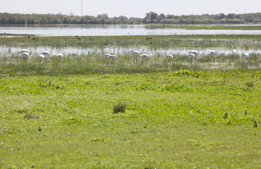 Greater flamingos on Donana