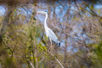 one heron on a tree branch