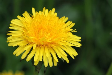 Dandelion - Taraxacum officinale