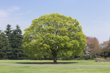 原っぱの大木と青空