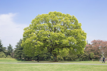 原っぱの大木と青空