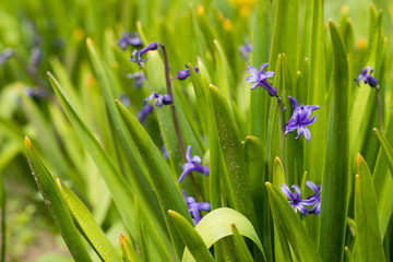 Blue hyacinth bunch outdoors - spring flowe