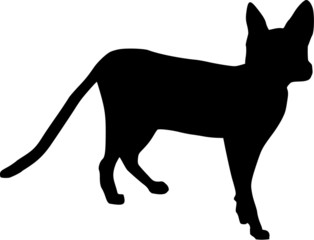 Sphynx Cat