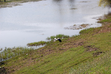 Stork