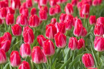 Fototapeta premium 赤いチューリップ畑