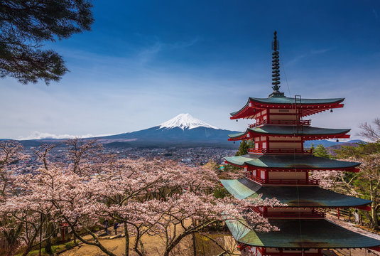 Chureito Pagoda with sakura & Beautiful Mt.fuji View