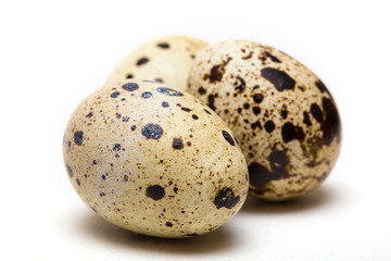 quail egg