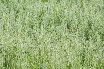 Avena green field