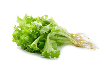 fresh  lettuce leaves isolated on white