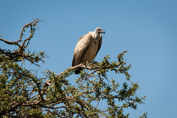birds in the Masai Mara