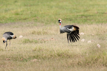 birds in the Masai Mara