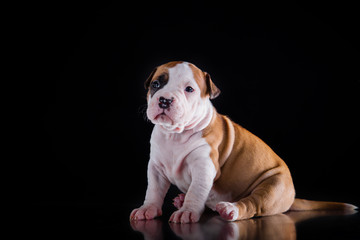 Puppy American Staffordshire Terrier