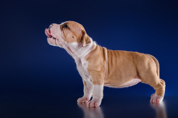 Puppy American Staffordshire Terrier